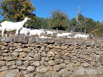 Visite de l'élevage de chèvres du Serre
