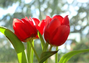 100 000 tulipes contre le cancer