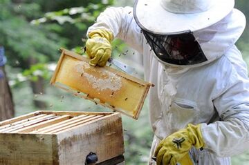 Atelier d'initiation à l'apiculture