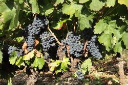 Domaine de Cassagnole