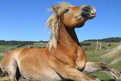 Ferme équestre La Luc