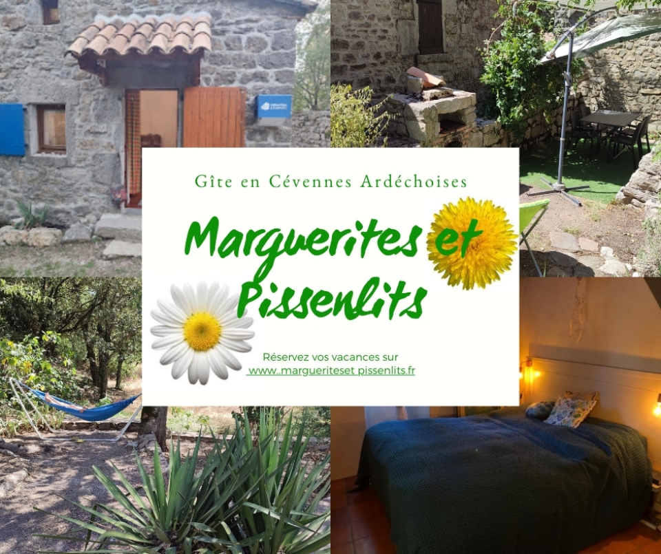 Marguerites et Pissenlits